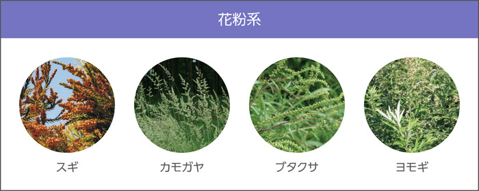花粉系